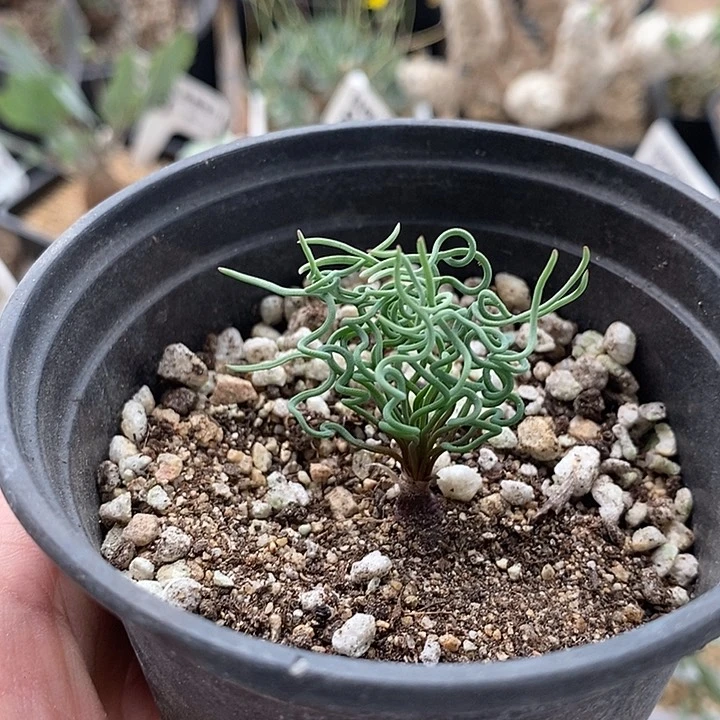 551方便面弹簧草带盆一一一一