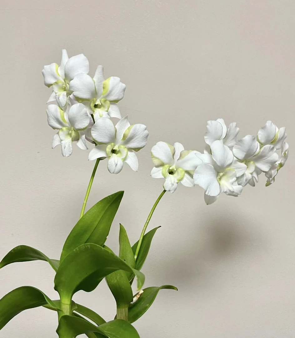 青龙王 【秋石斛】耐寒爆花好养花期长 云南鲜花绿植