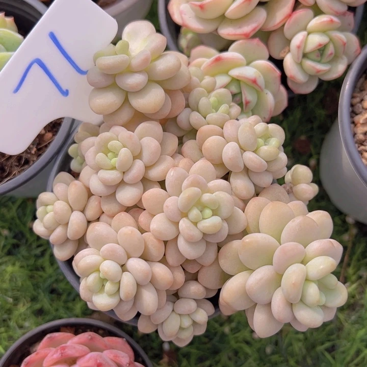 健健康康平平安安