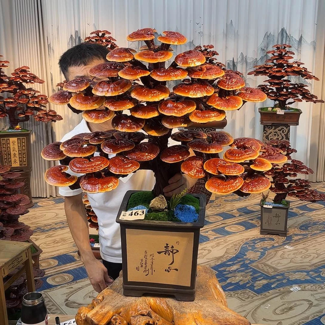无花朵88888888888888