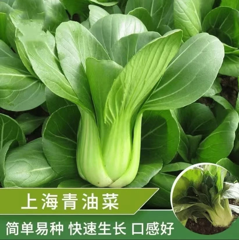 四季上海青种子小青菜种籽矮杆青梗无茎无丝好吃好种