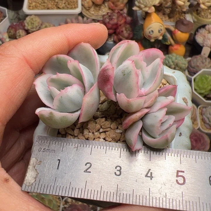 788 多肉植物组合盆栽