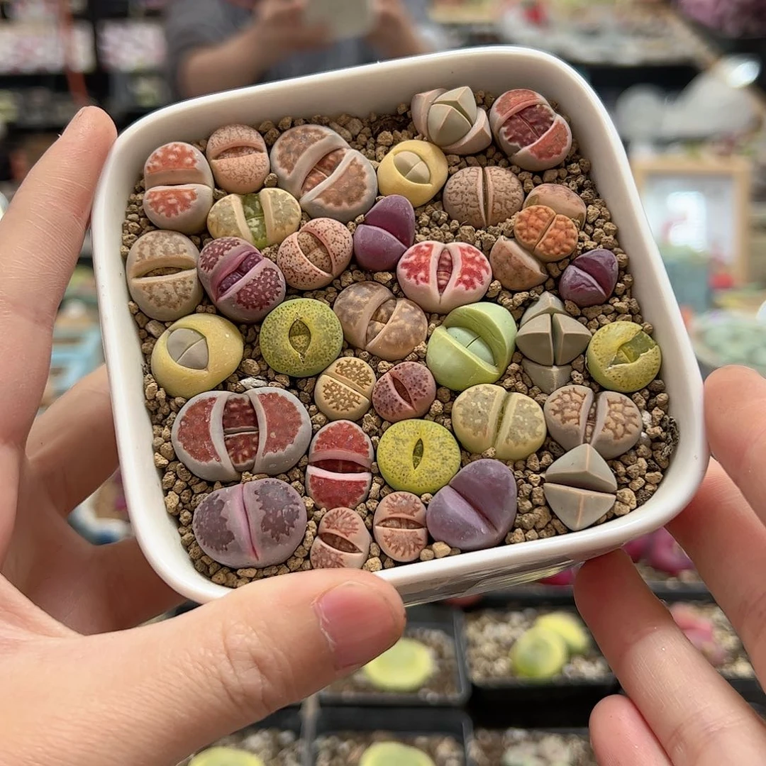 【闪购商品】121 带盆