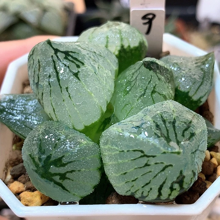 9号大窗杨贵妃带盆土
