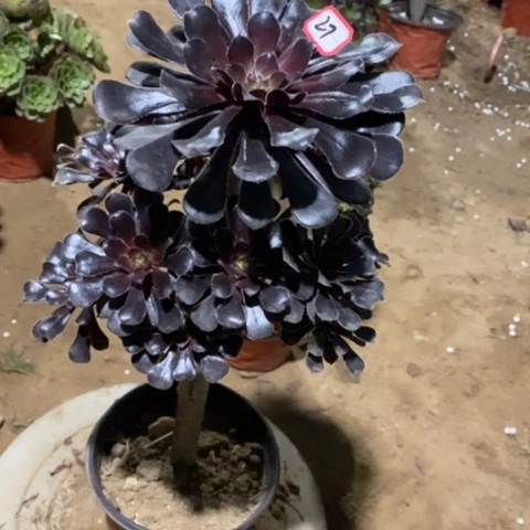 巧魔法师一物一拍