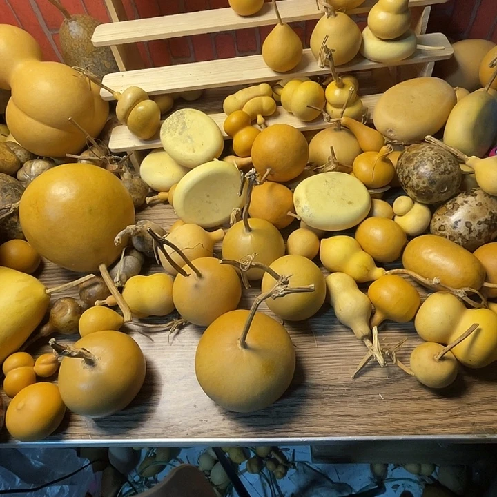 ღ***࿐羊羔毛哈姐姐哈哈哈哈哈哈哈哈