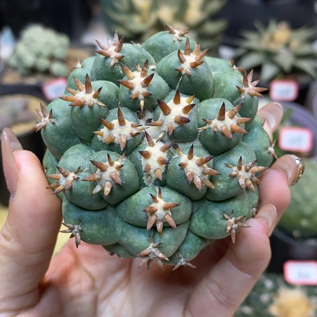 57号 自根短豪刺獠牙6.5公分