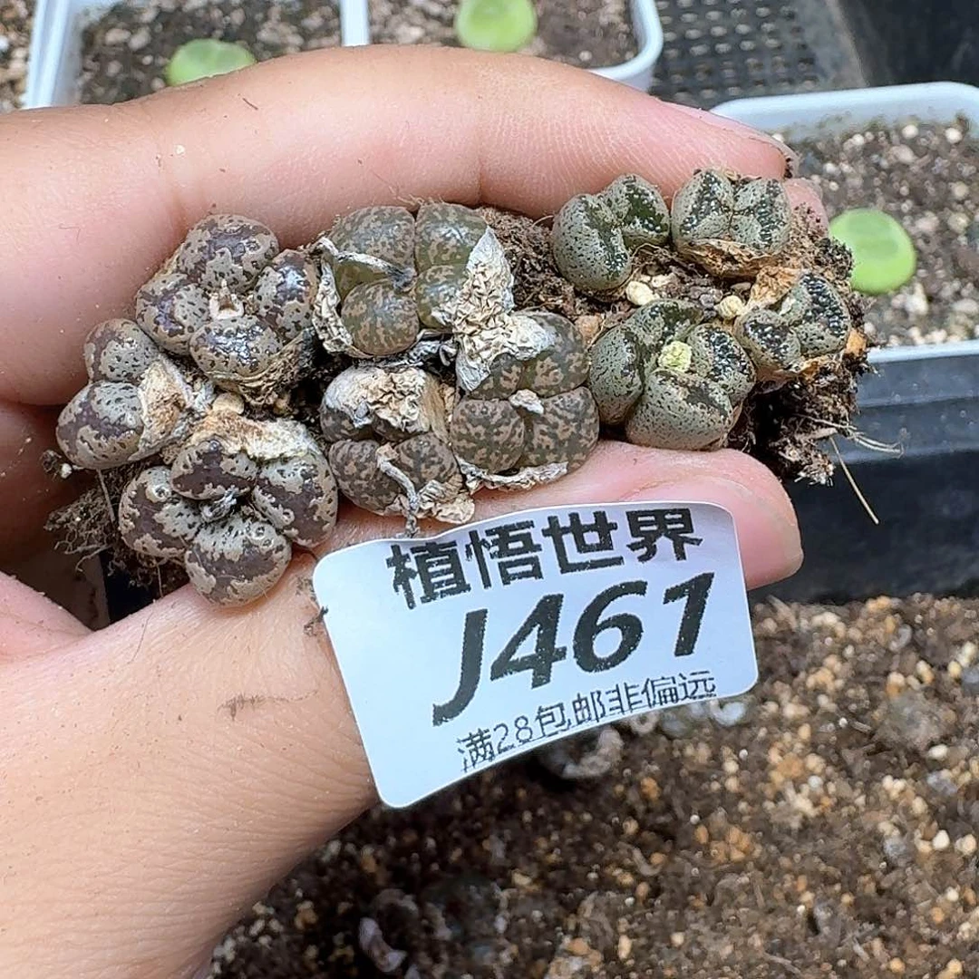 多肉植物的润泽额