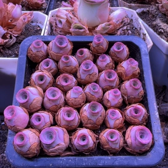 一物一拍，山地玫瑰侧芽一盆，1厘米左右一个