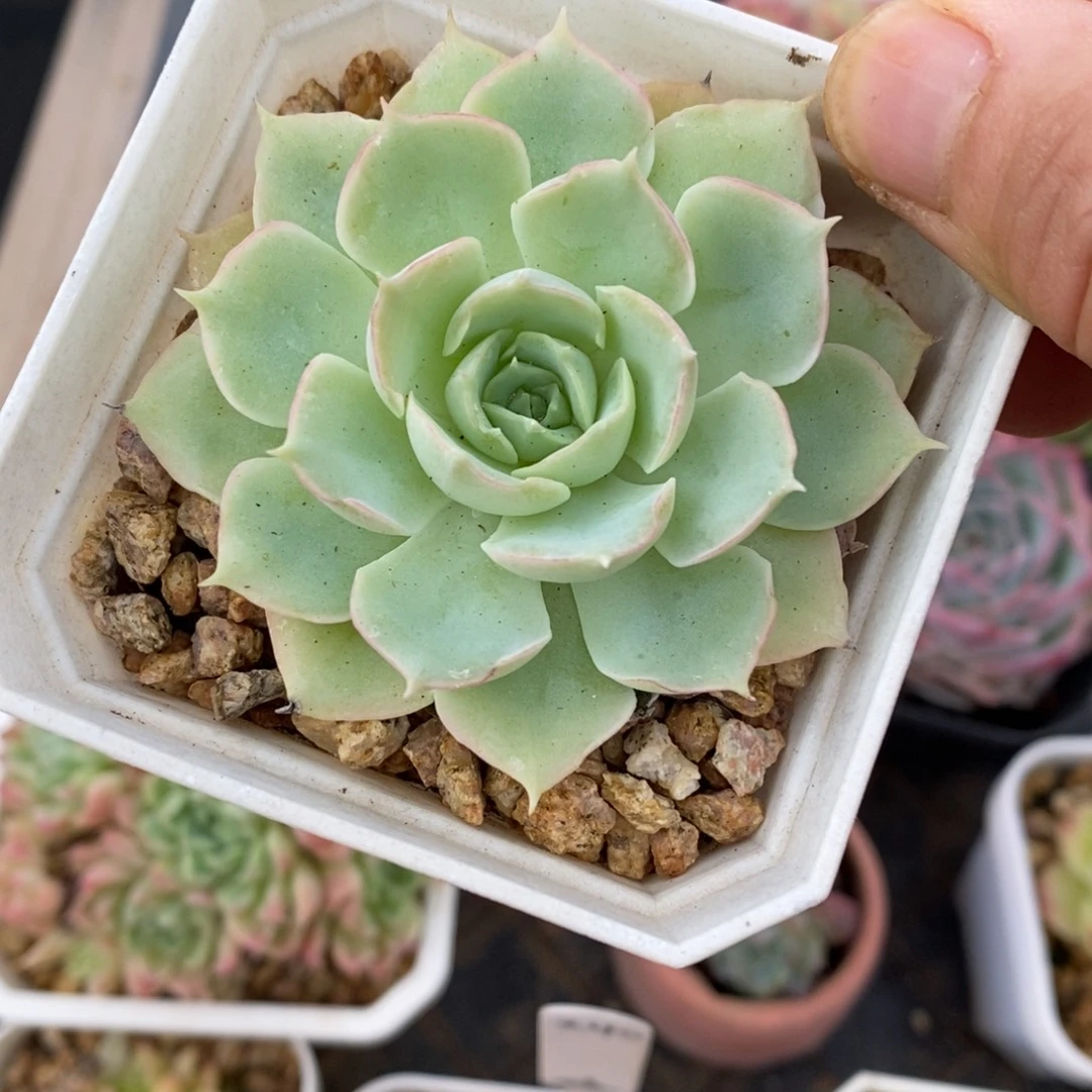 精品多肉一物一拍不包整25