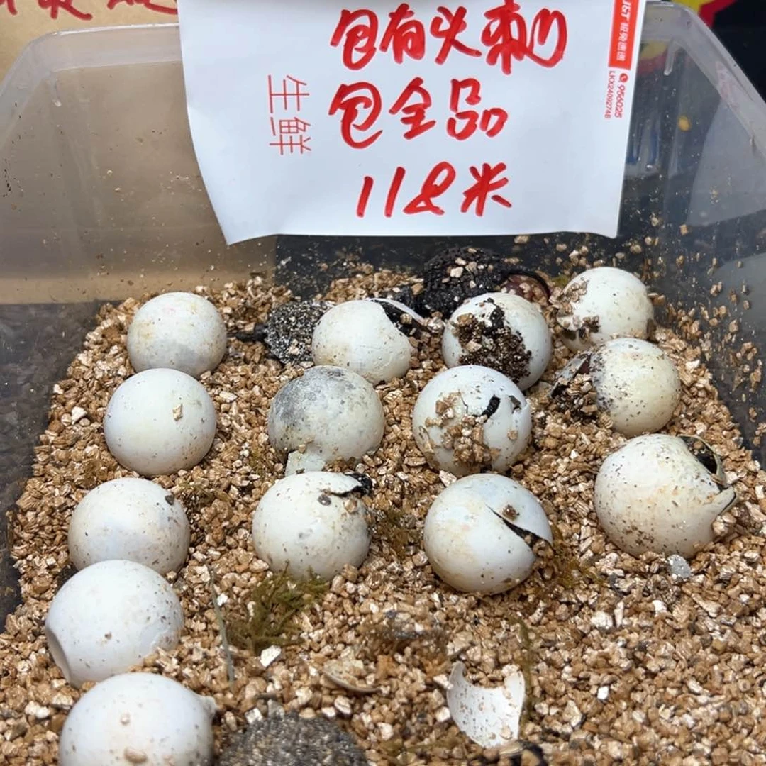 不分公母小鳄龟书*不退不换