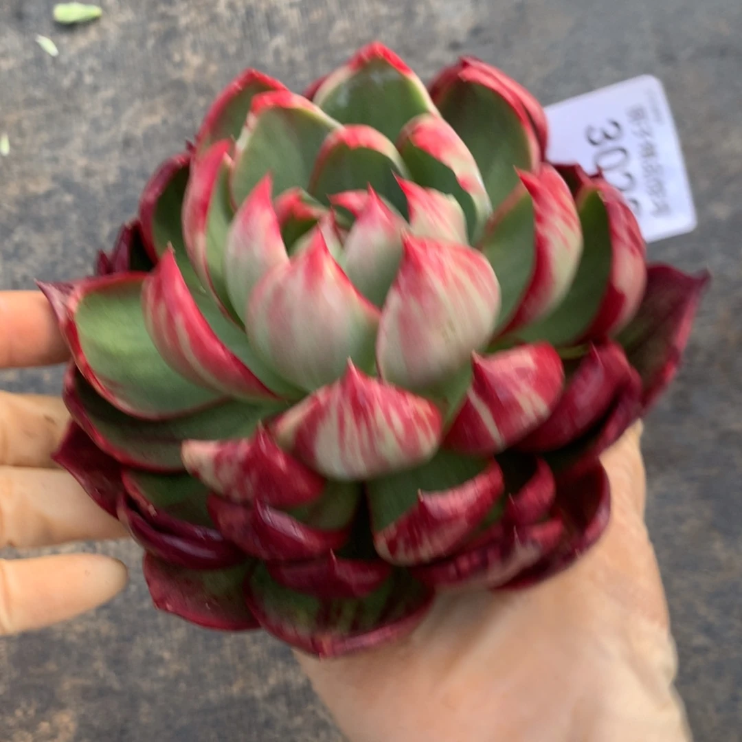 3020一物一拍14厘米花脸