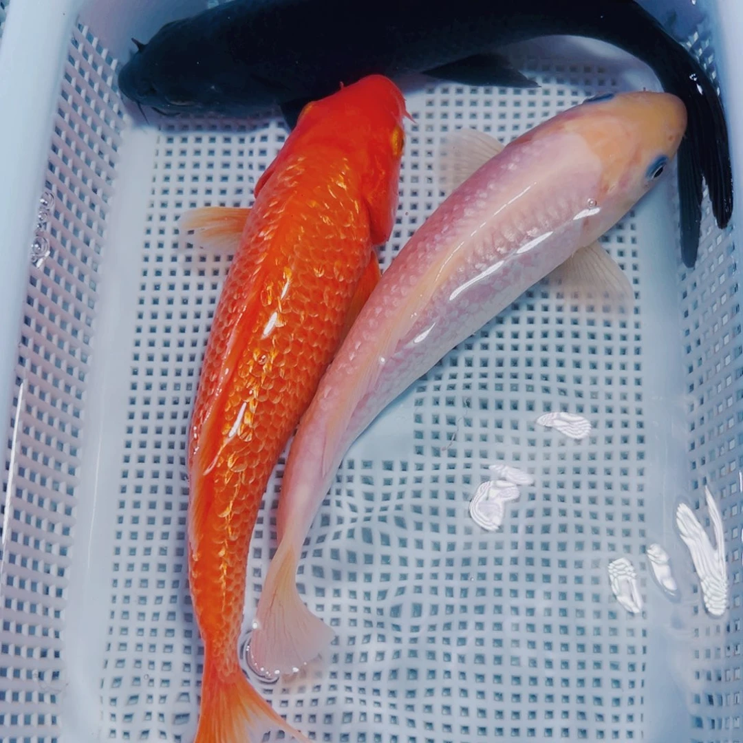 海水鱼锦鲤冷水191