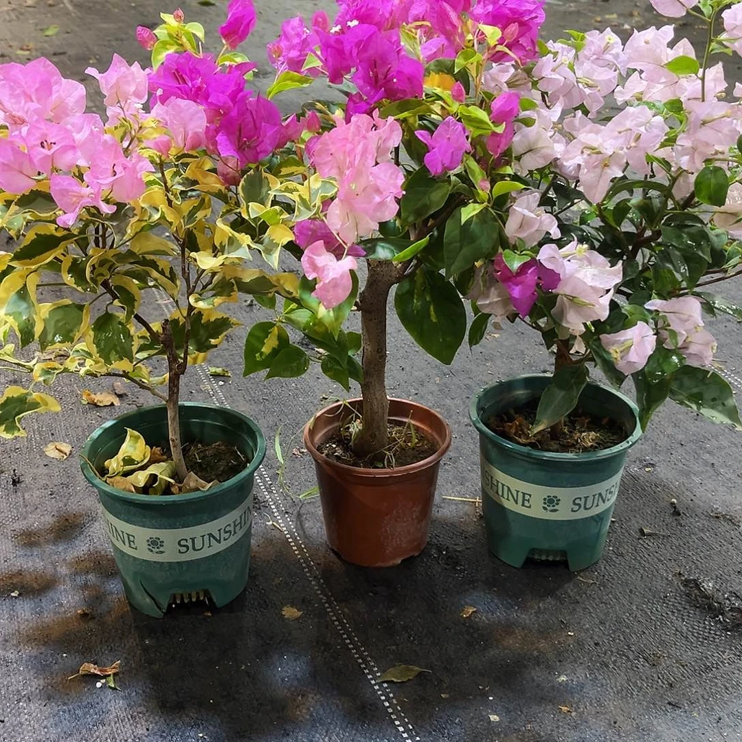 大部分花苞少量开放中国丽人，金心双色，苹果花组合