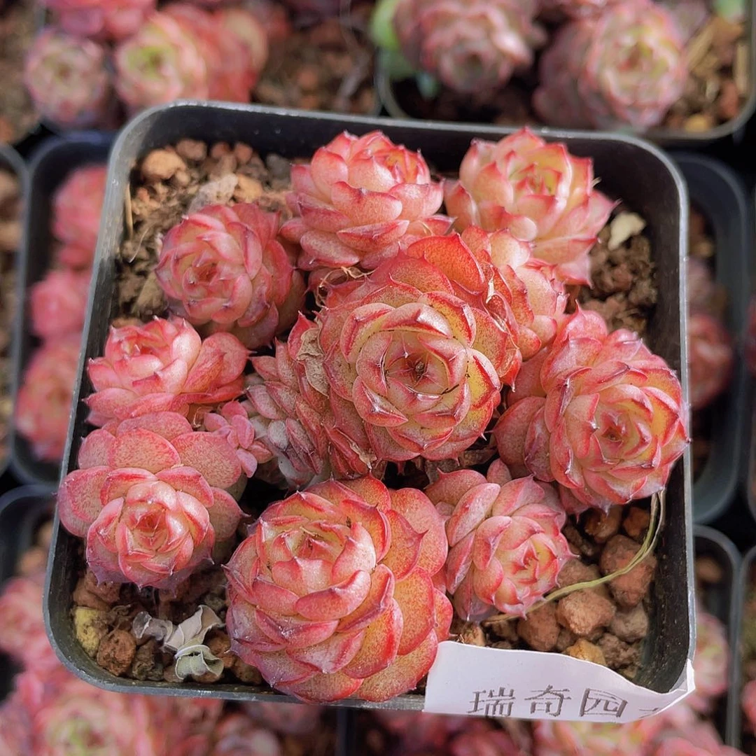 00000000000004量拍