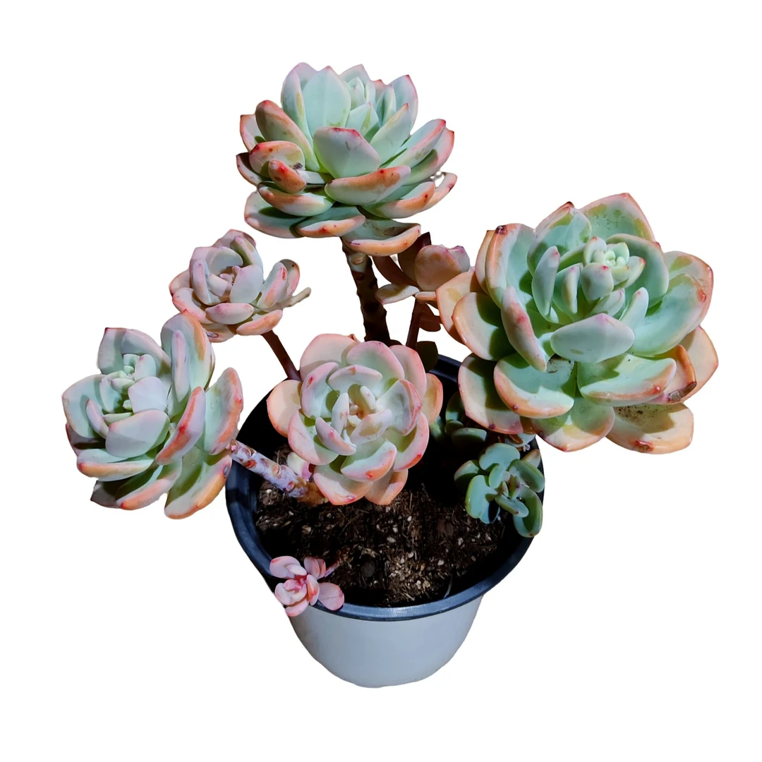 精品白月光多肉植物