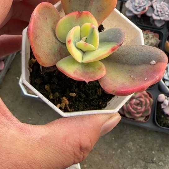 69秀妍锦多肉植物多