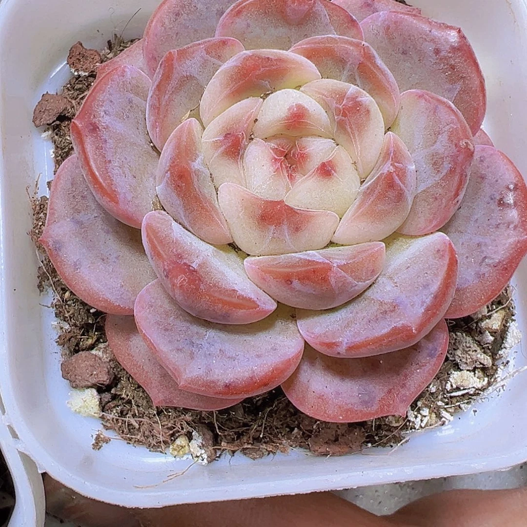 朱砂珍妮19包油多肉