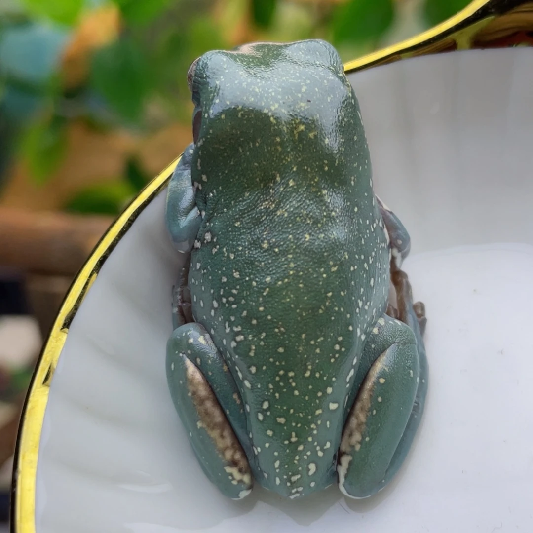 老爷树蛙小短腿07号素皮款