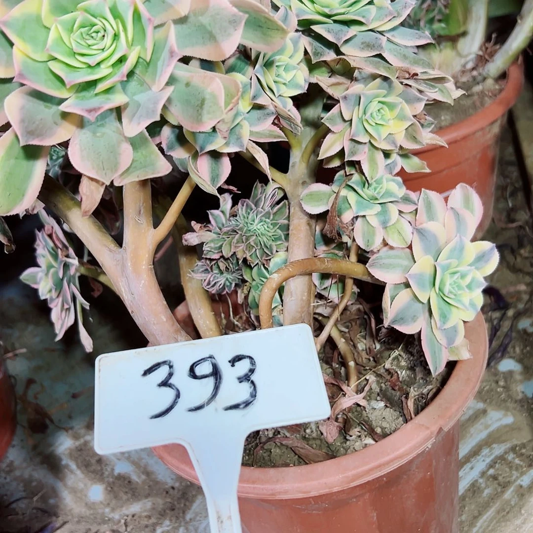 多肉植物灿烂缀花