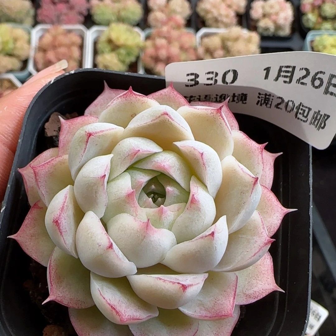 花语逸镜0126-330女王