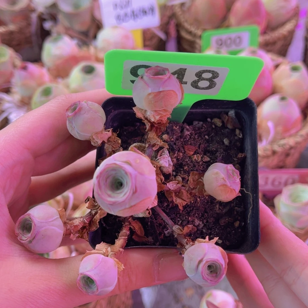 双红单品一物一拍福利948
