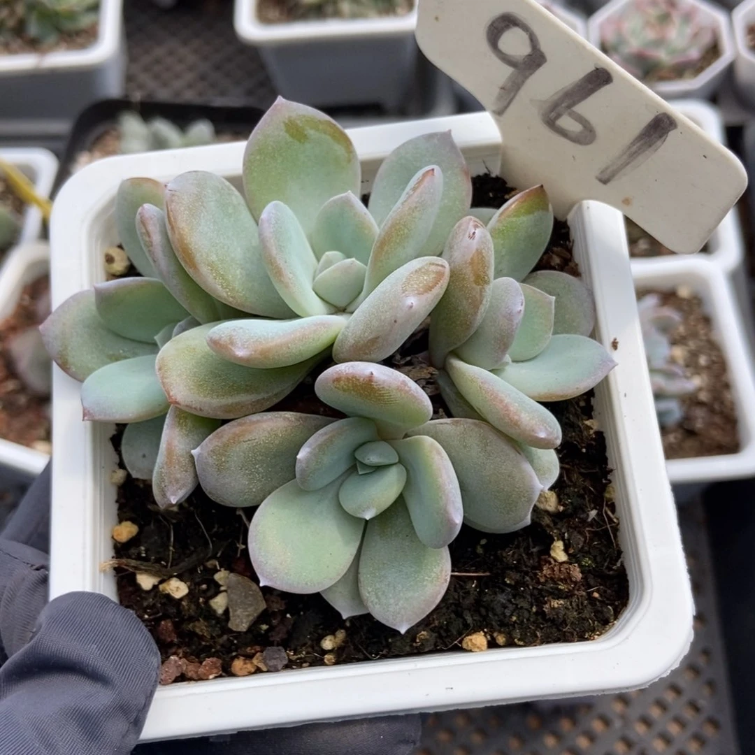 961奶茶多肉植物纤维