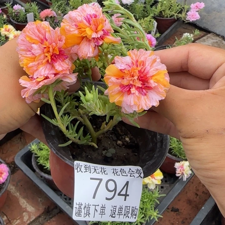无花朵794超小苗盆口10cm