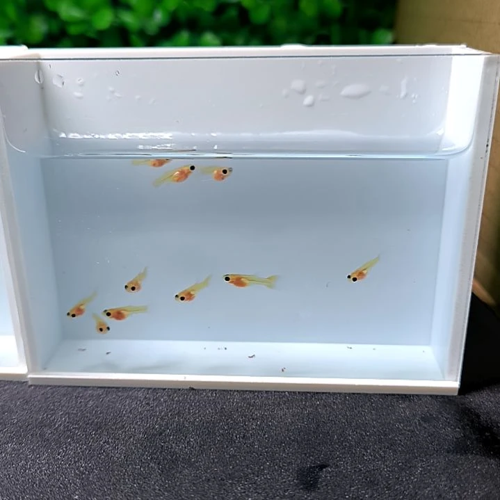 孔雀鱼精品孔雀鱼，黄绒蓝礼服玻璃猫苗子10条含两条被损。