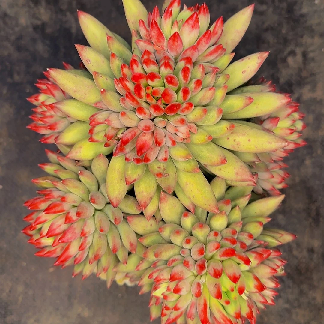 完全开放多肉1111111111111111