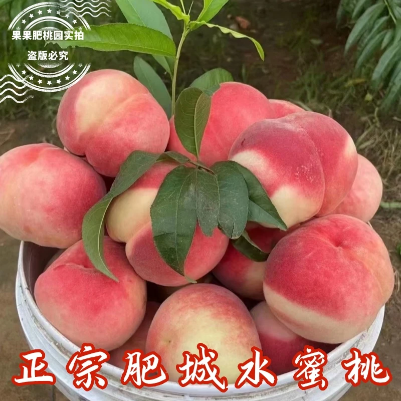 【空运包邮】肥城水蜜桃新鲜水果整箱现摘现发孕妇水果软糯