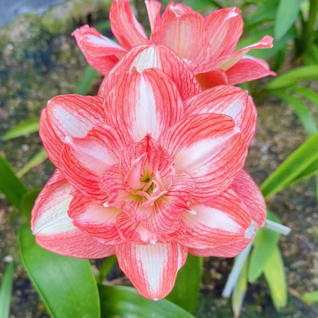 【美丽情感】荷兰进口球朱顶红香水百合种球重瓣大花鲜花盆栽开花