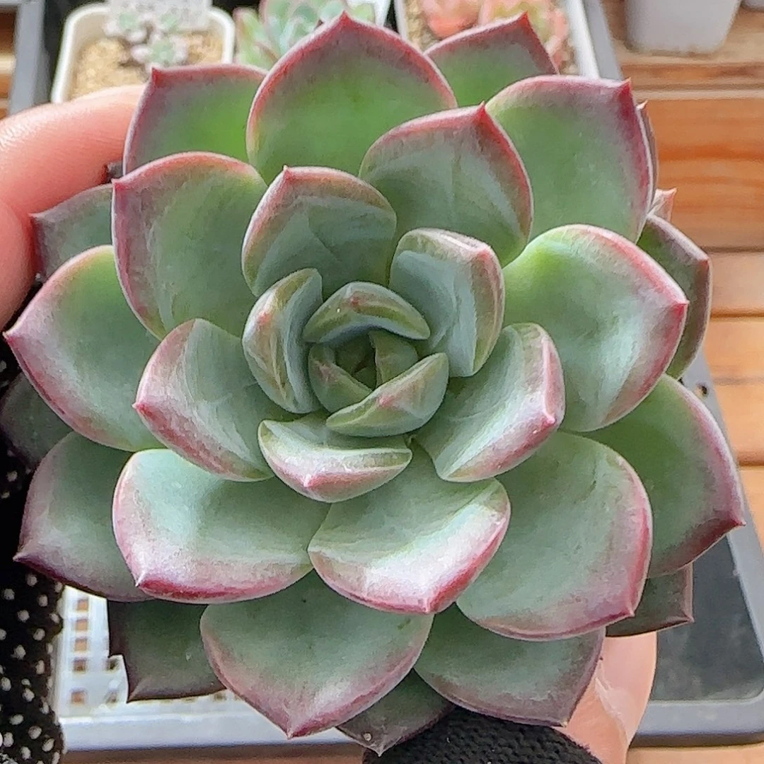 多肉0812-56冰心冰心