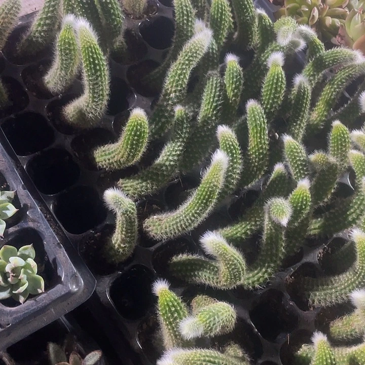 小九尾狐带土发货