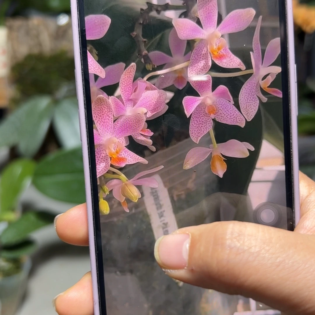 无花朵Eq象耳蝴蝶兰