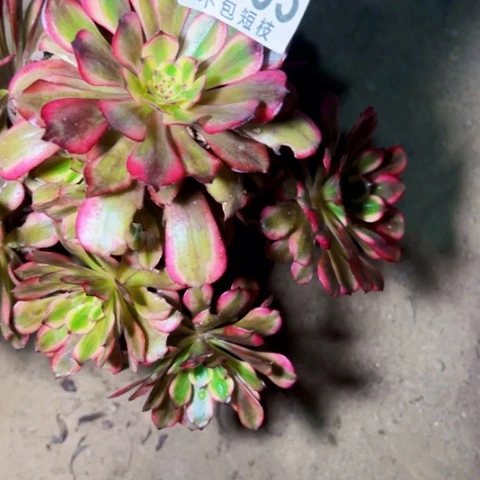 美肌多肉植物法师7553