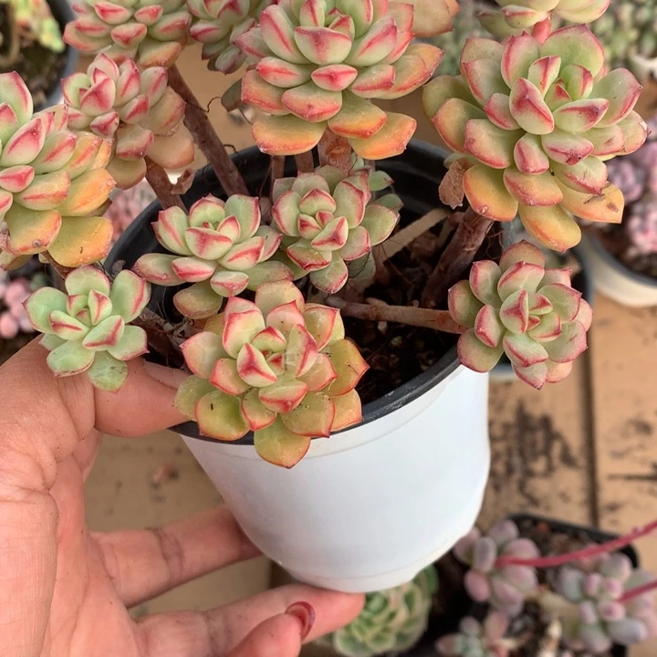 探戈  （不满9.99发空盆冷地区不拍保温扣3.9多肉）