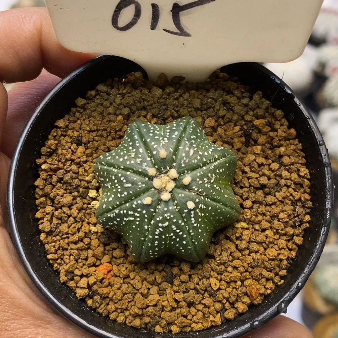 015海星福利特价来了