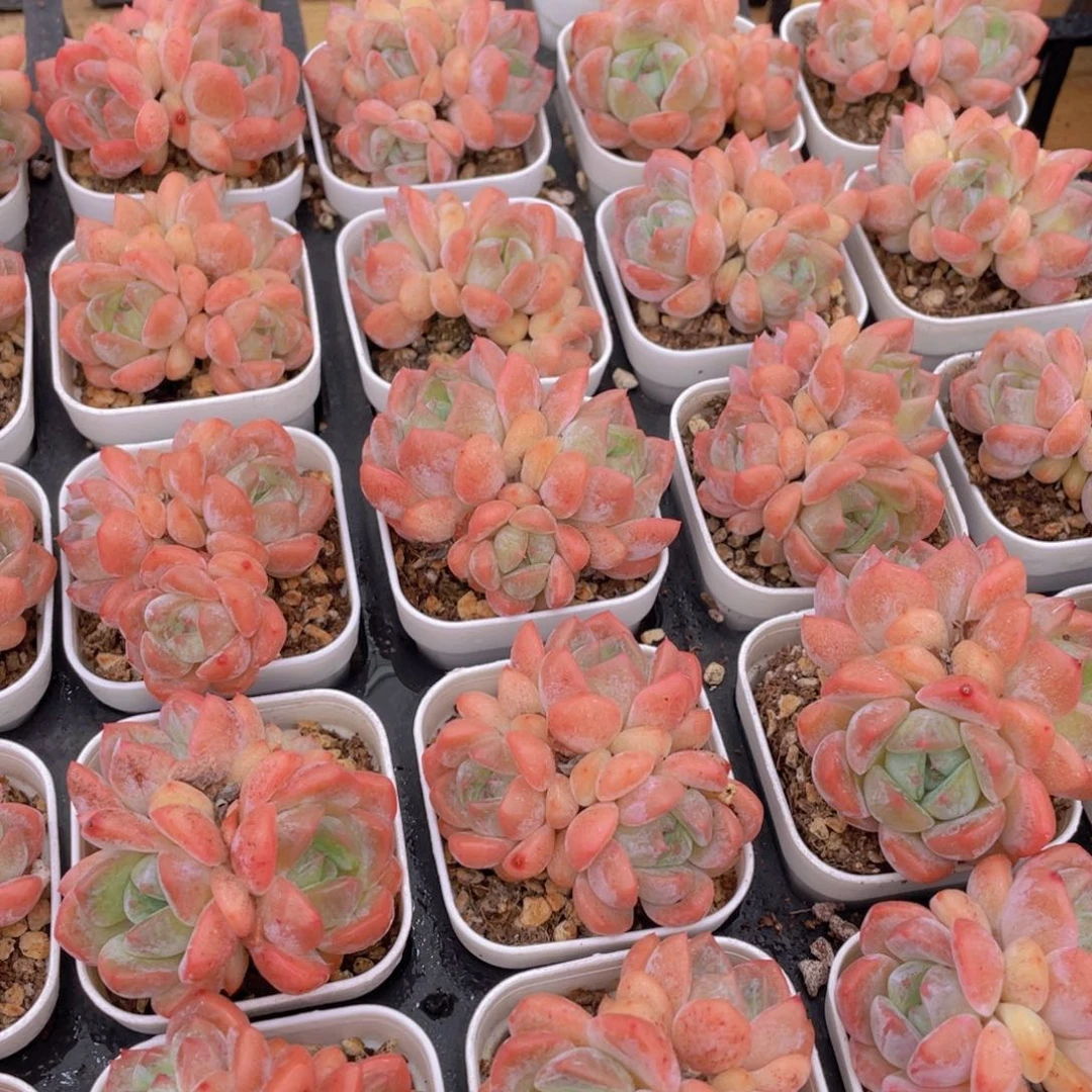 1274号 太妃糖群生一个