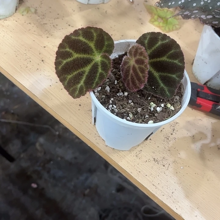 完全开放凸脉秋海棠