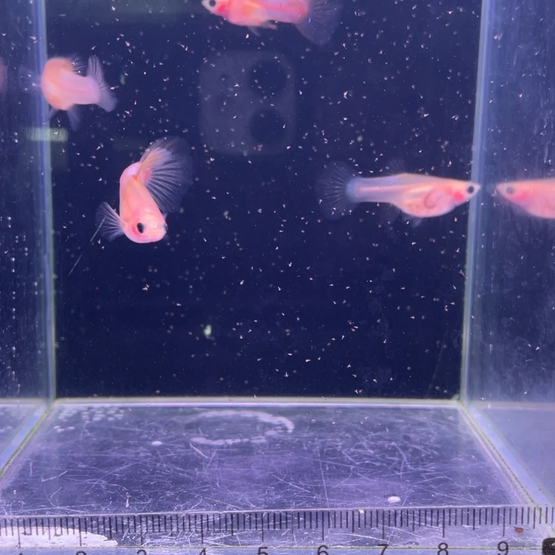 海水粉猫幻彩2对所见即所得