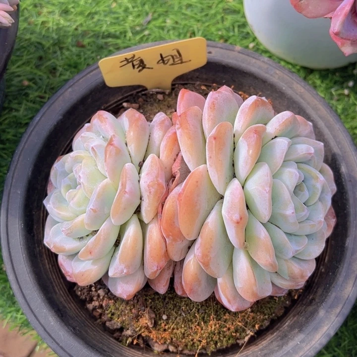 健健康康平平安安