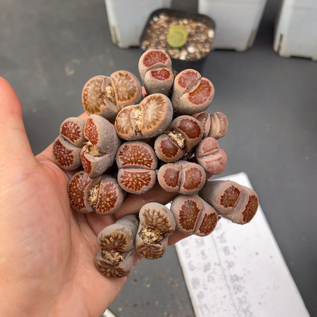 雪***812.6好看的多肉脱土发货237