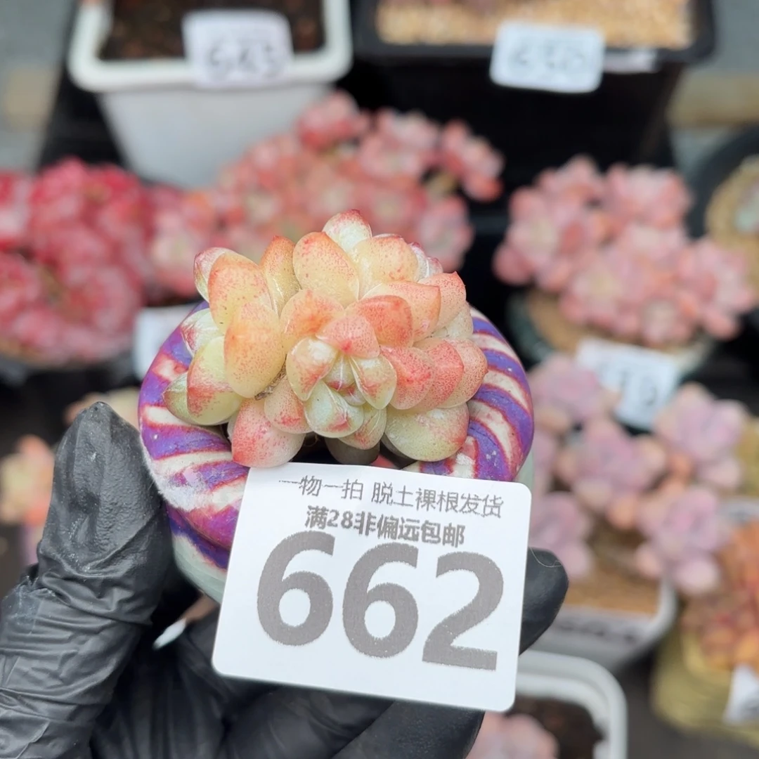 冰玉4头无盆土发货