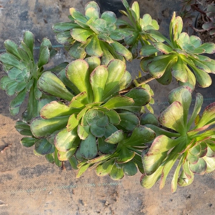 V锦多肉植物多肉59