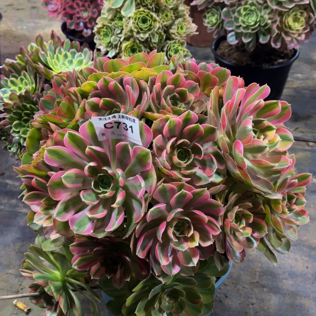 半**过多肉732洛神法师