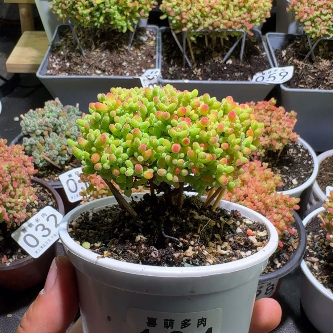 枝干番杏蜜橘糖球104