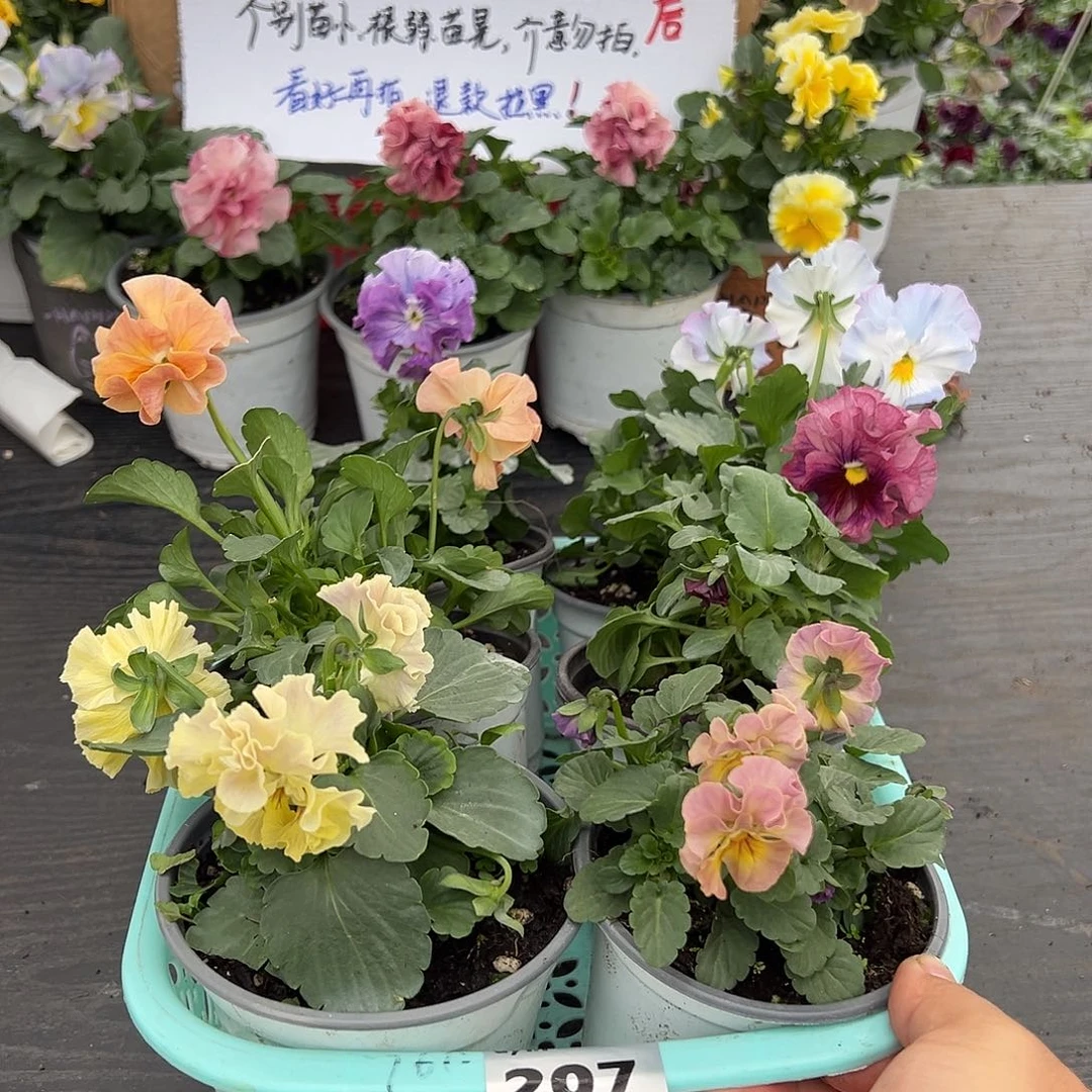 大部分花苞少量开放207号