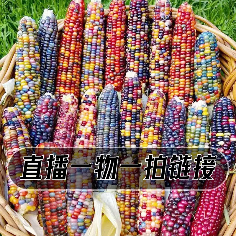 文玩玉米DIY毛料专拍-请勿私自下单