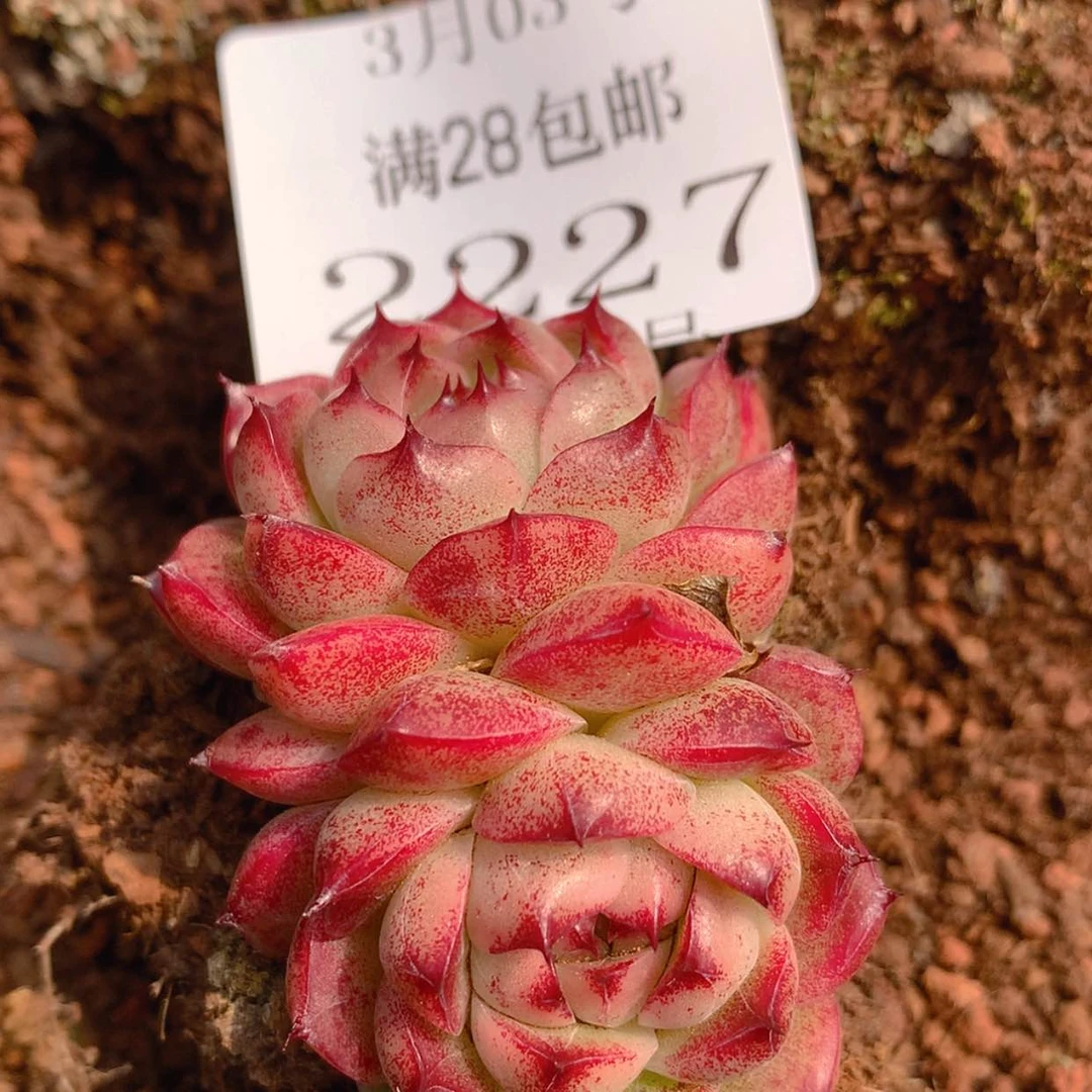 【闪购商品】云2227